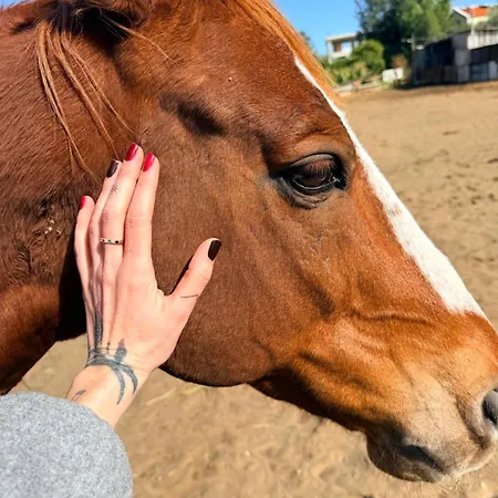 The Horse Farm 3* Agios Georgios (Kyrenia)
