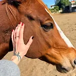 The Horse Farm 3* Agios Georgios (Kyrenia)
